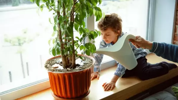 5 растений, которые идеально подходят для детской комнаты