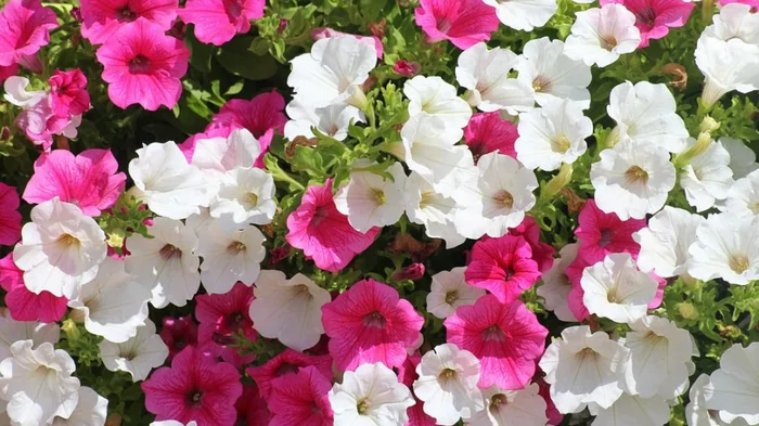 Будет цветочный фейерверк: блогер поделился секретами выращивания петуний