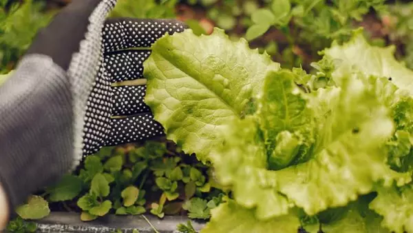 Никакой химии. Как вырастить на огороде вкусный и сочный салат