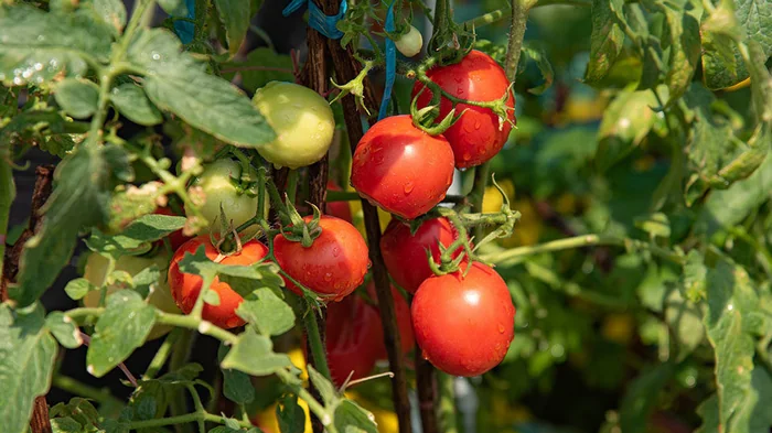 То, что нужно для урожая: садоводы назвали оптимальную температуру для выращивания помидоров