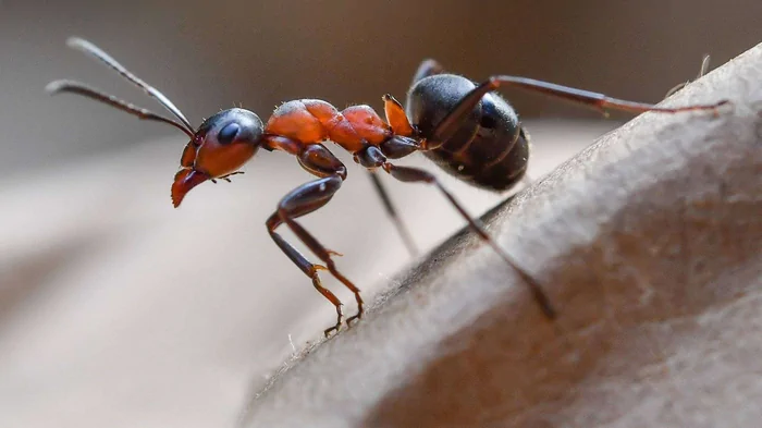 Борная кислота не помогает: простой способ избавиться от муравьев
