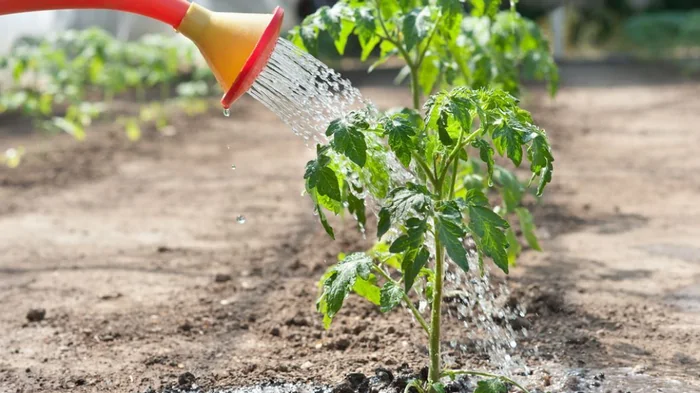 Как поливать помидоры: рискуете потерять весь урожай, если будете делать это неправильно