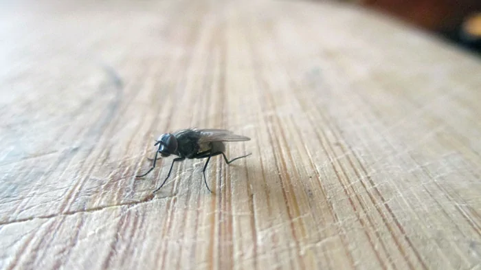 Даже залетать не будут: как избавиться от мух в доме и квартире