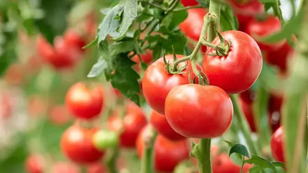 Как обрезать кусты помидоров, чтобы стимулировать хороший урожай