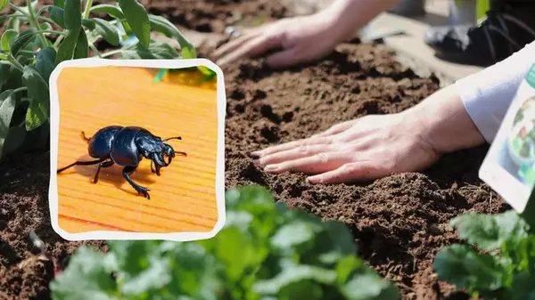 Как избавиться от жука-стригуна: нужны растительное масло и вода