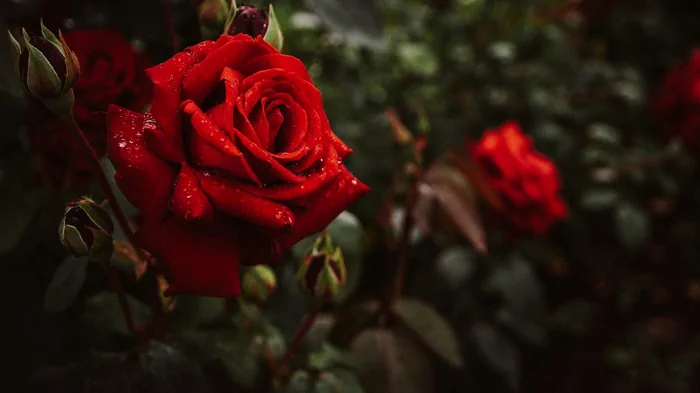 Троянда — підкорювач мільйонів сердець