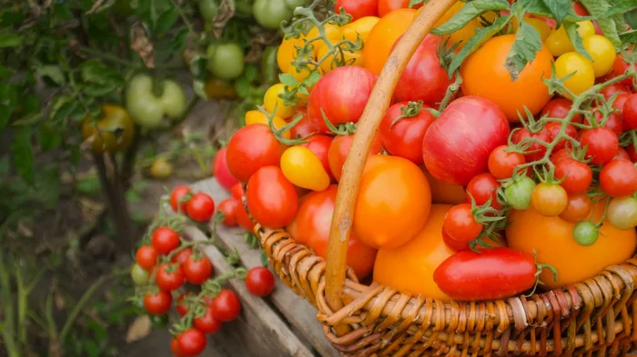 Как вырастить помидоры с тонкой кожей: советы опытных садоводов