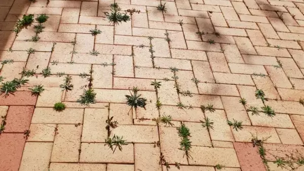 Чем уничтожить сорняки, проросшие между тротуарной плиткой: травы не будет до 3 лет