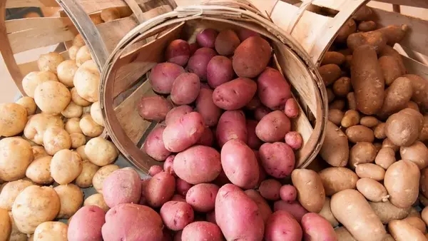 Как правильно выбрать картофель оптом: простые советы и рекомендации