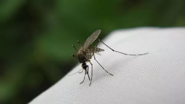 Вот как французы борются с комарами и мошками: попробуйте, чтобы забыть о кровопийцах этим летом