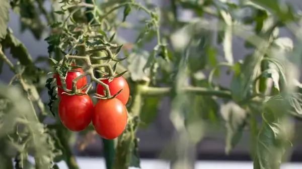 Как правильно поливать томаты в жару: запомните четыре основных правила