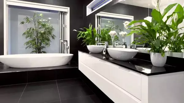 Топ-5 комнатных растений, которые помогут избавиться от плесени в вашей ванной
