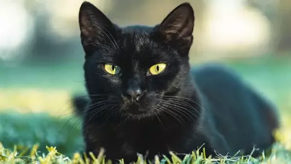 Черная кошка приносит неудачу или предупреждает о беде? Запомните...