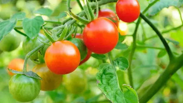 Как сохранить свежесть и сочность томатов: интересный лайфхак