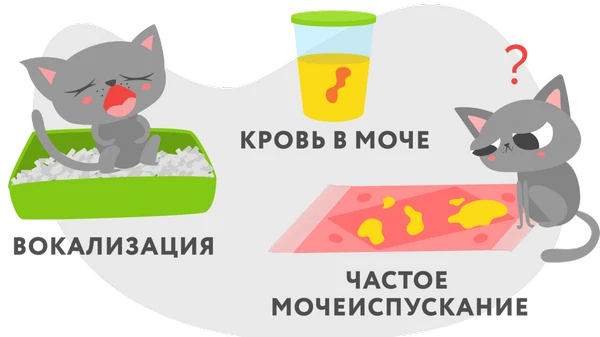 как проявляется цистит у кошек