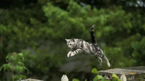 Почему коты так любят прыгать и насколько высоко им это удается д...