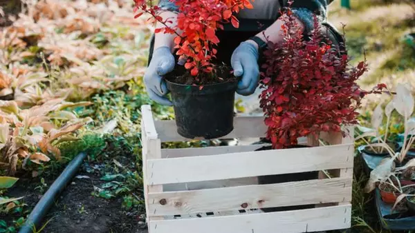 5 стойких садовых растений: их сложно уничтожить