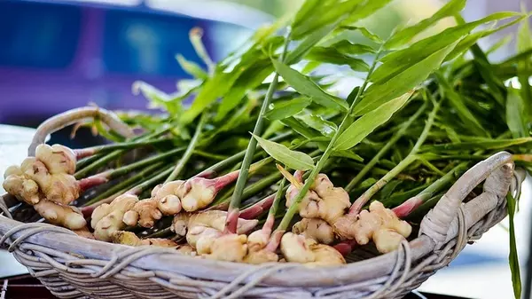 Как вырастить имбирь в домашних условиях: лучшие советы от садово...