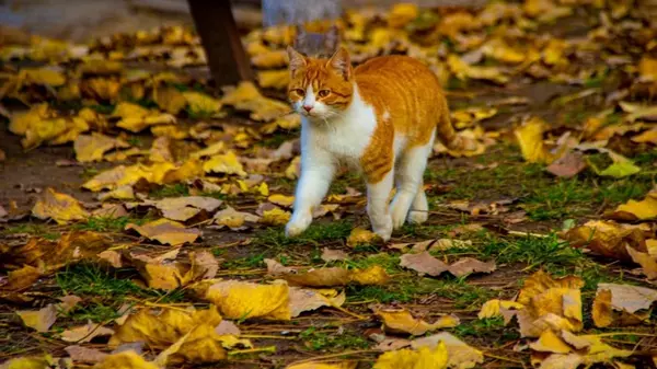 Как коты находят дорогу домой: ветеринар раскрыла поразительные ф...