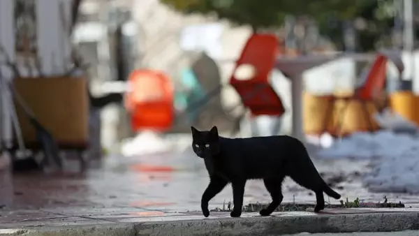 Откуда пошли приметы о черной кошке, разбитом зеркале и соли