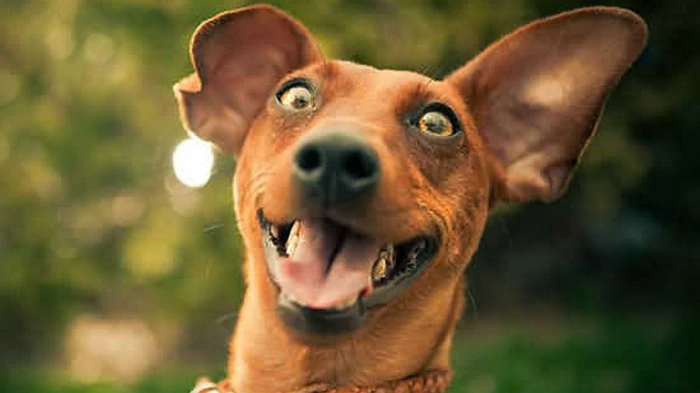 Как понять, что ваша собака счастлива