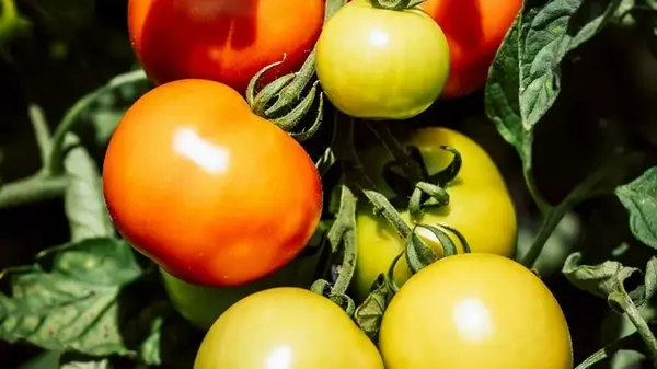 Выберите эти сорта томатов, чтобы не было заморочек с пасынкованием