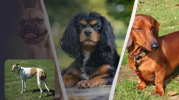 Спокойные и почти не линяют: эксперт назвал 4 породы собак, которые не прихотливы в уходе