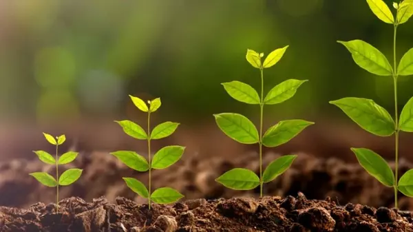 Как сделать укоренитель в домашних условиях