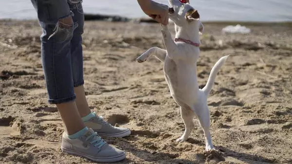 Почему собака так любит лизать лицо своего хозяина: ветеринары назвали основные причины