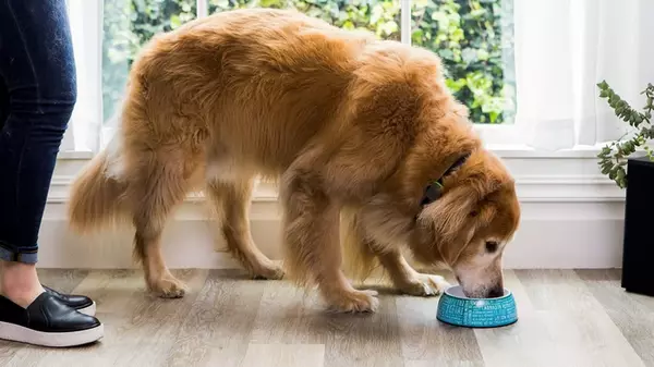 Як уникнути ожиріння домашніх тварин і зберегти їхнє здоров’я