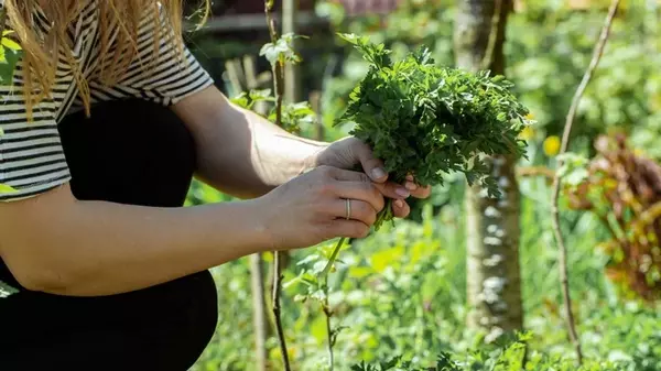 3 столовые ложки этой подкормки – петрушка взойдет за считанные дни и будет расти, как на дрожжах