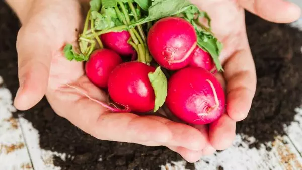 5 вкусных сортов редиса, которые дадут самый быстрый урожай