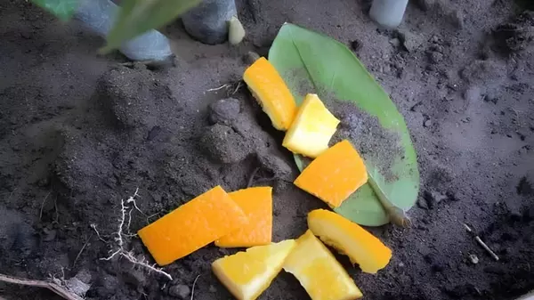 Как использовать апельсиновую корку в вашем саду: эти советы садоводов вам пригодятся