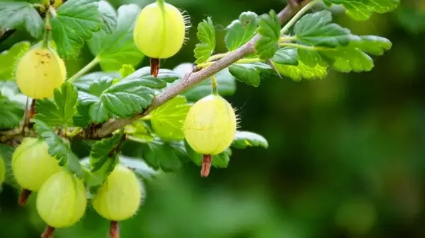 Крыжовник и смородина будут давать урожай 30 лет: простой трюк, о котором мало кто знает