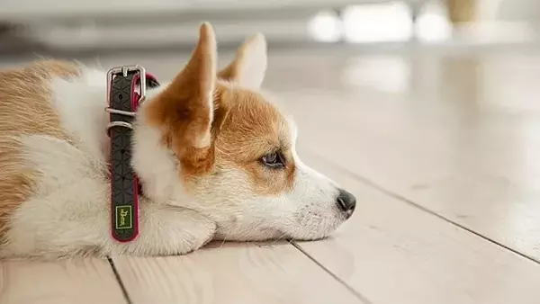 Необходимые вещи, которые важно приобрести перед появлением щенка в доме