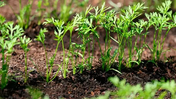 Когда сеять морковь в открытую почву весной 2025 года