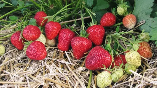 Чем прикормить клубнику весной, чтобы получить большой урожай ягод