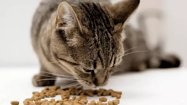 Почему кошка вдруг начала отказываться от сухого корма: страдает, обиделась или не нравится еда