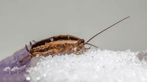 Как сделать так, чтобы тараканы исчезли из вашего дома навсегда: действенные народные средства