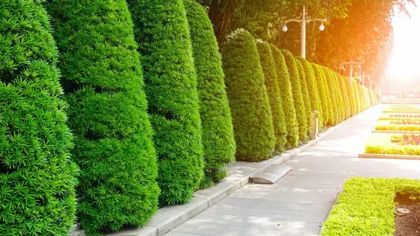 Живая изгородь, выглядящая по-королевски: как сделать стильный зеленый забор возле дома