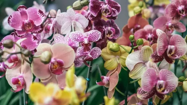 Цветут, как бешеные: садоводы посоветовали, какой продукт со стола дать орхидеям как удобрение