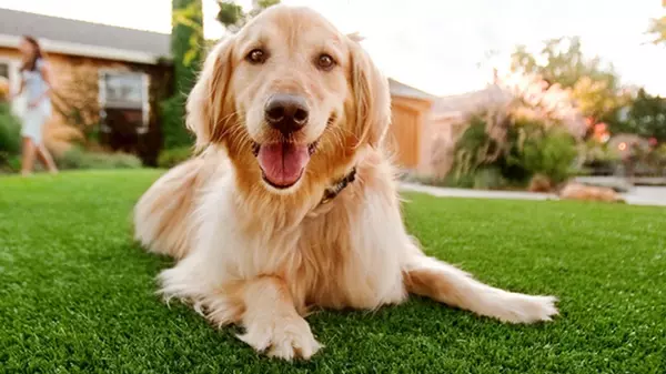 Они не смогут его испортить: как сделать газон идеальным для домашних животных