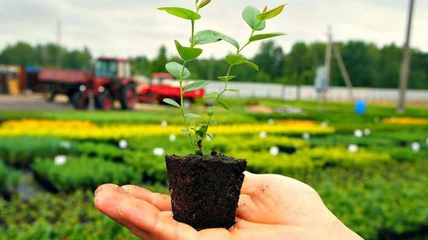 Замовлення саджанців онлайн: чому їх варто обирати ретельно