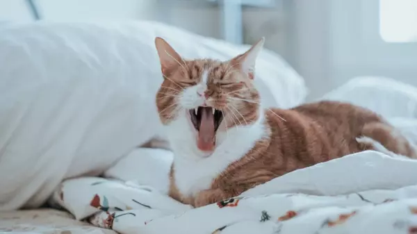 Что делать, если кот орет по ночам: эксперт назвала лучший метод