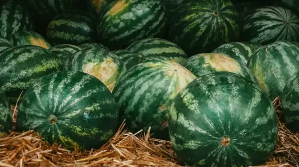 Ультраранний сорт арбуза, который стоит посадить в этом году