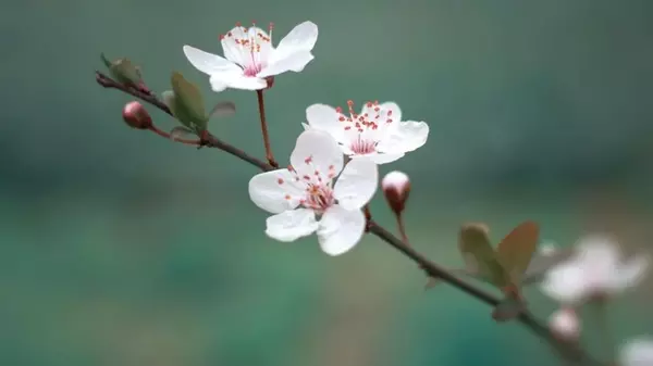 Чем подкормить черешню во время цветения