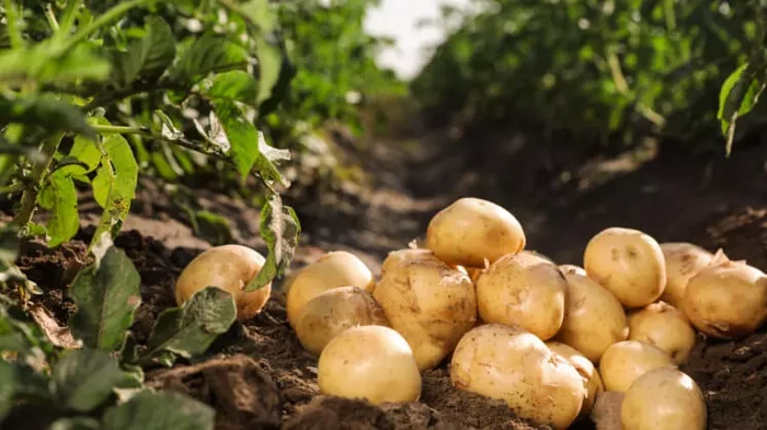 Как подготовиться к выращиванию раннего молодого картофеля