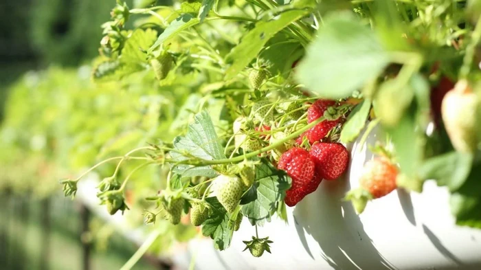 Обычная крупа может стать прекрасным удобрением для клубники