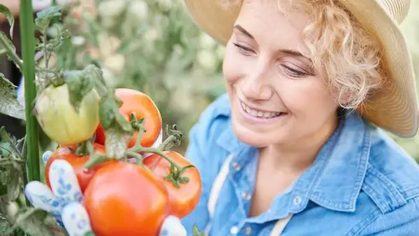 Никакой химии! Этот простой способ повысит урожай на огороде в разы