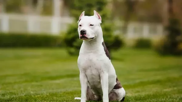 Что о вас расскажет порода вашей собаки